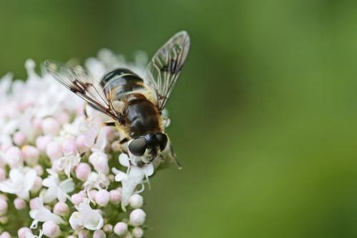 Réf. 262 149 : Eristalis rupium